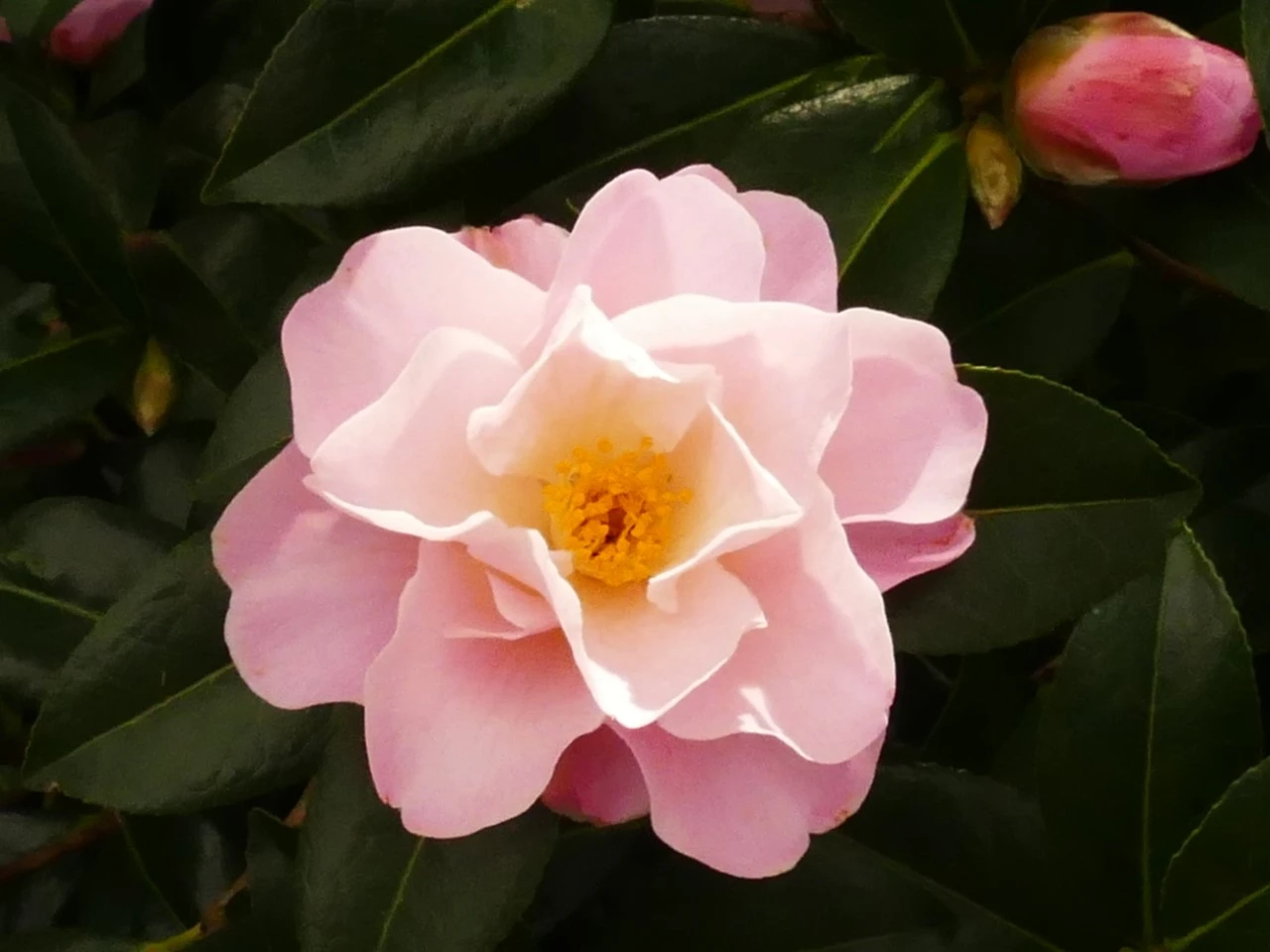 C. 'Nicky Crisp'